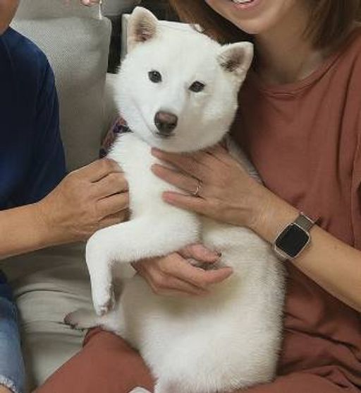 HAKU