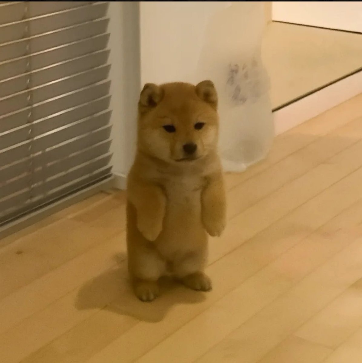 bonchi
