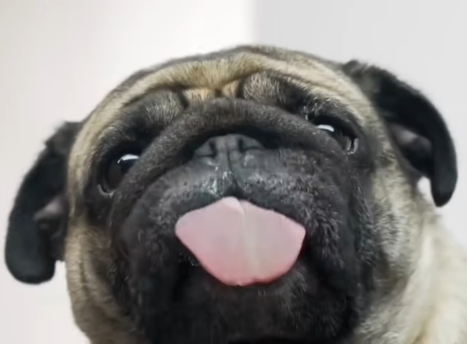 Pug
