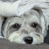 sDOG