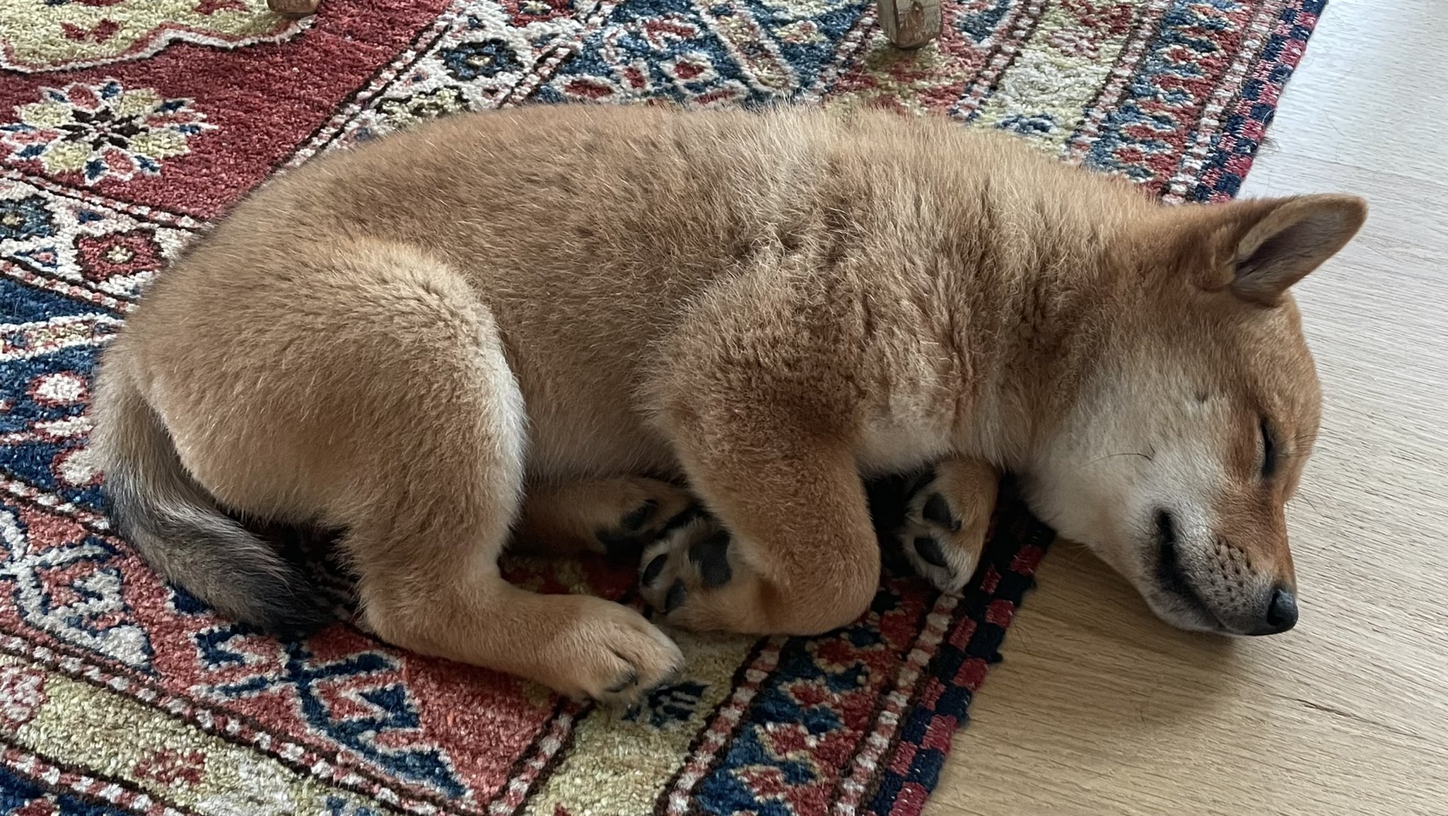 Floki