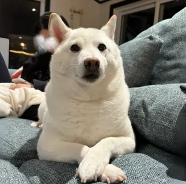 Maodou