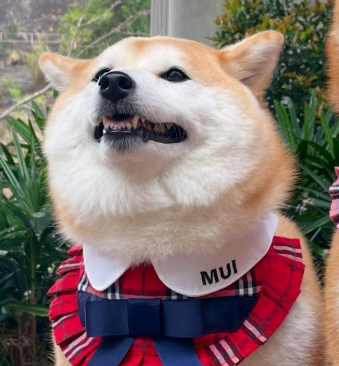 mui