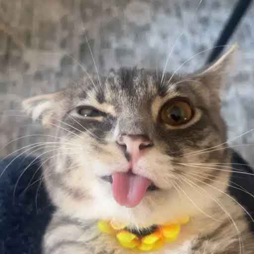RIGBY