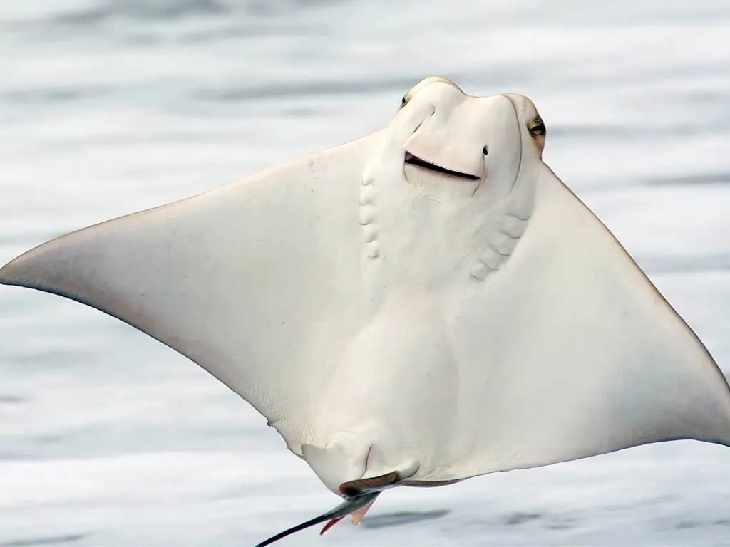 RAY