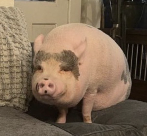 ARCHIE