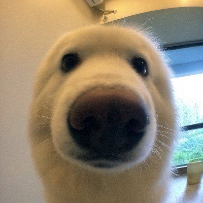 boopdog