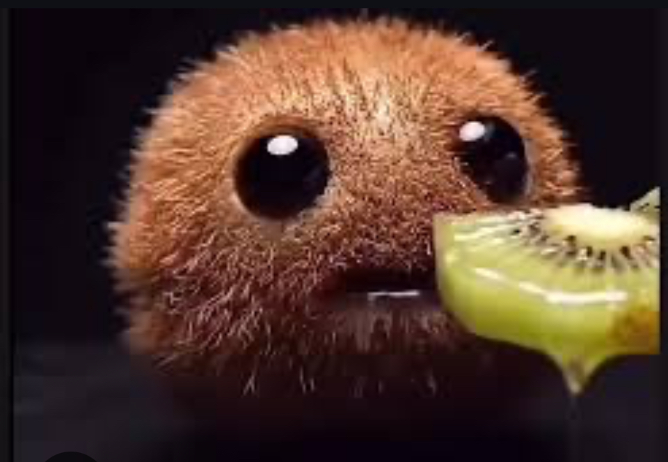 kiwi 