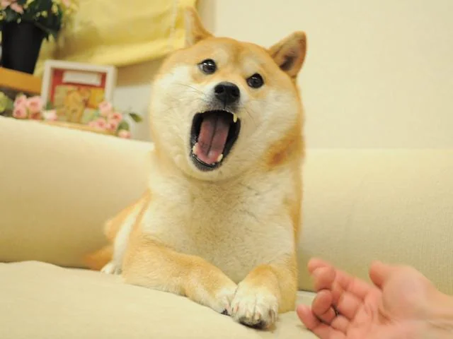 KABOSU