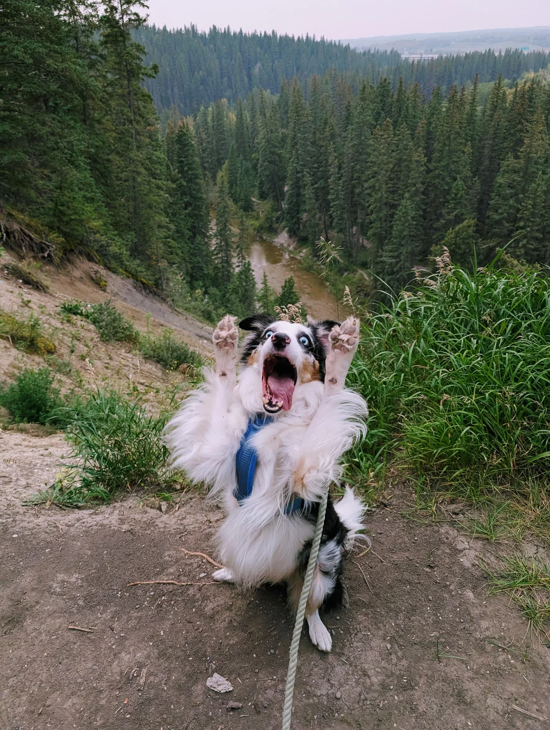 Milo
