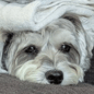 sDOG
