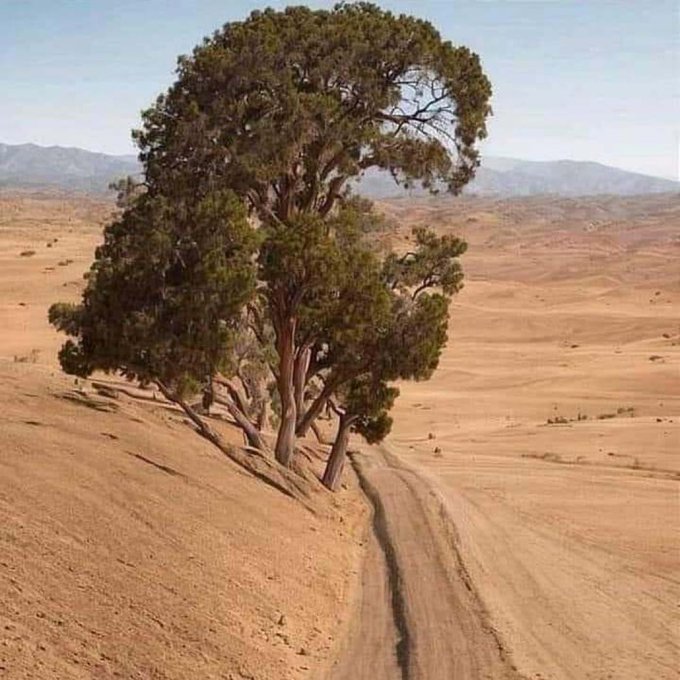 Treesus
