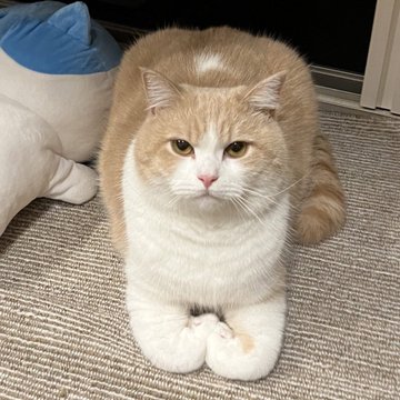 Muchamaru