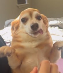 Penny