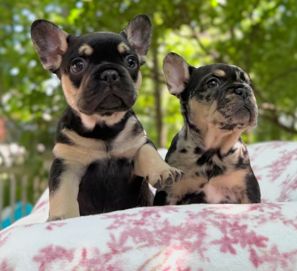 PupFun