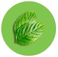 MintCoin