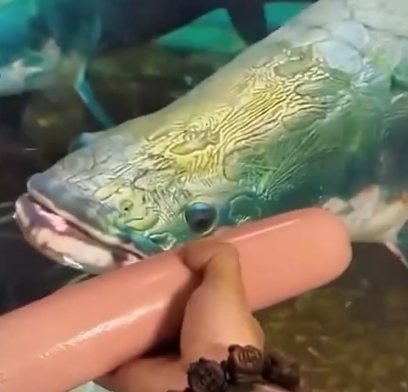 GLIZZYFISH