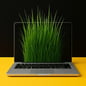 Grass