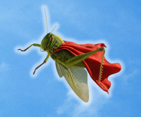 Hopper