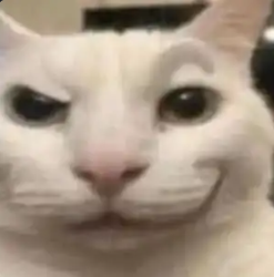 CATTY