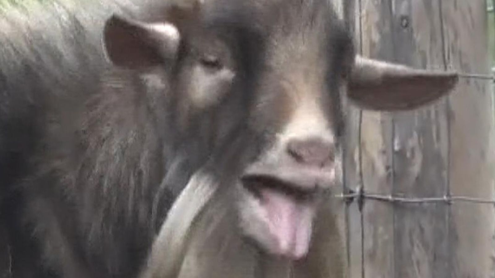 Simon