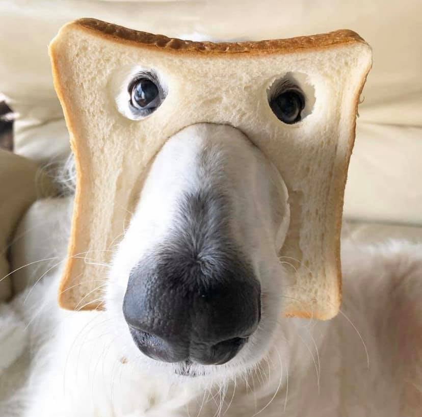 BREAD