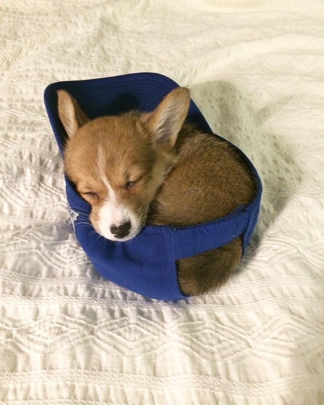 Hatwifdog
