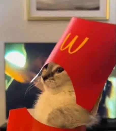 McKitty