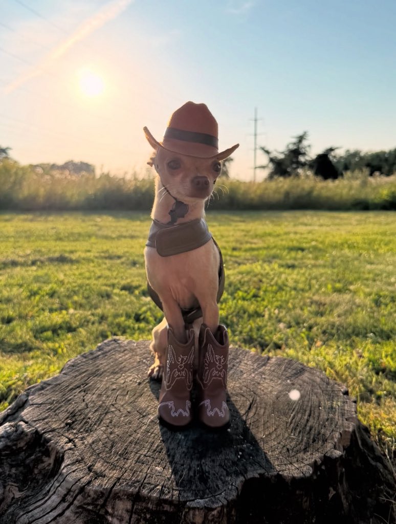 CowDog