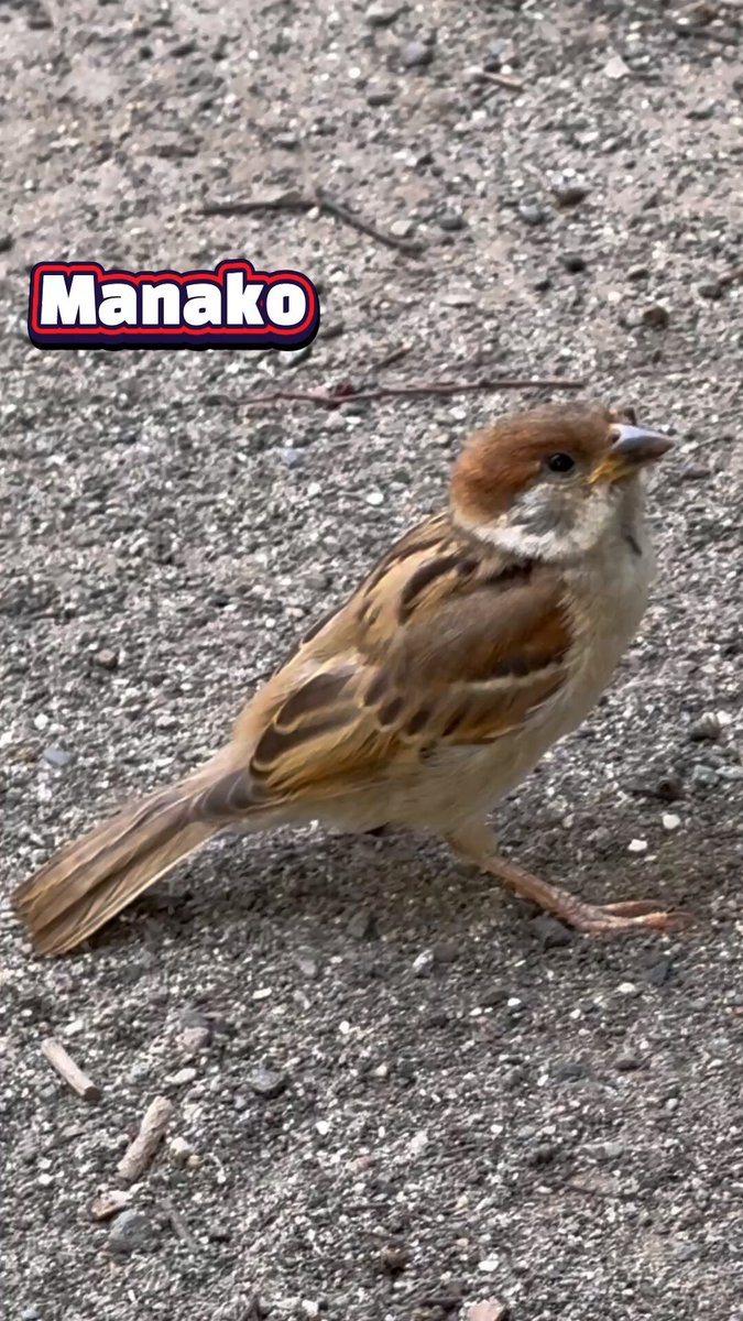 MANAKOCHAN