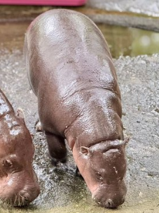 jonah