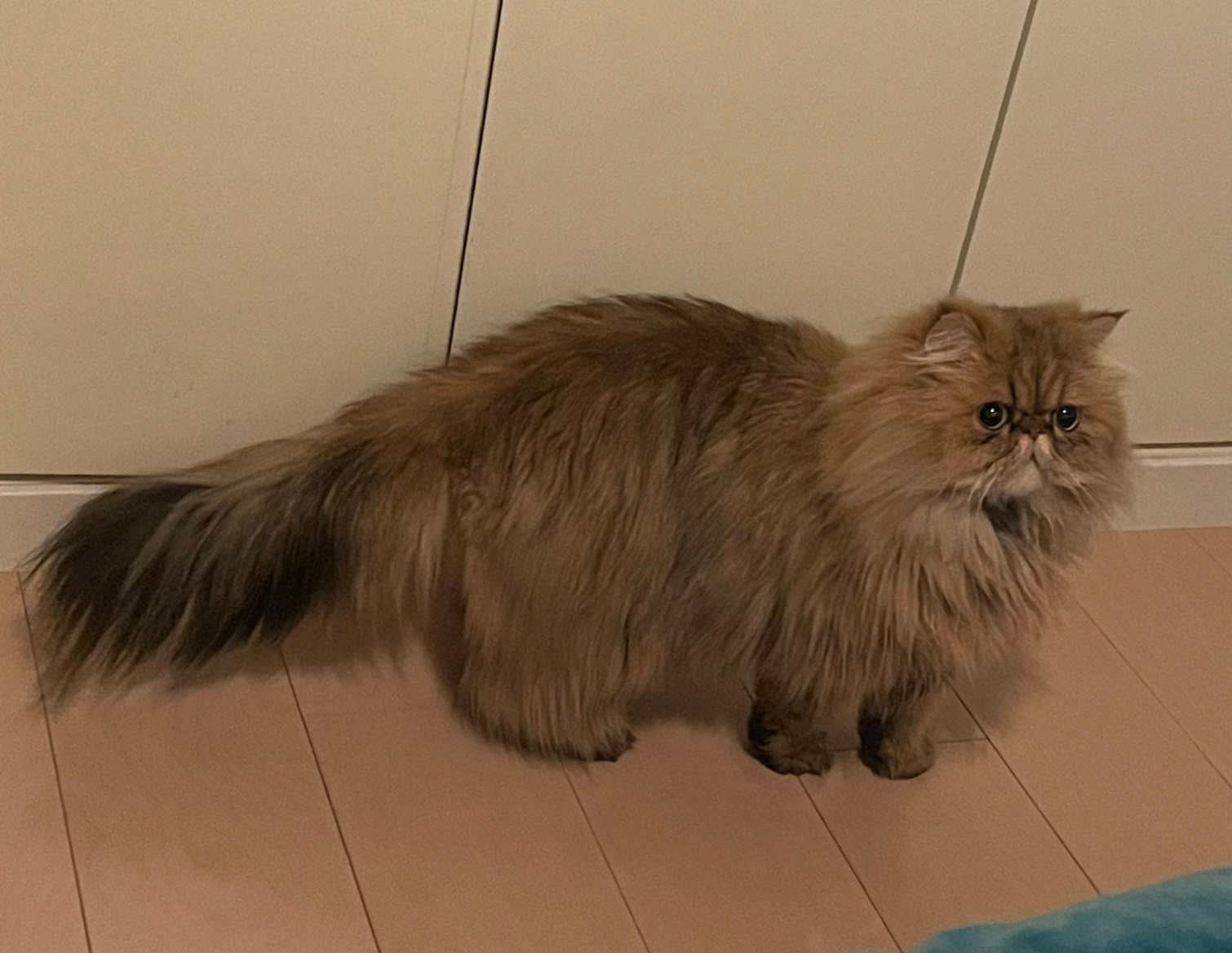tanuki
