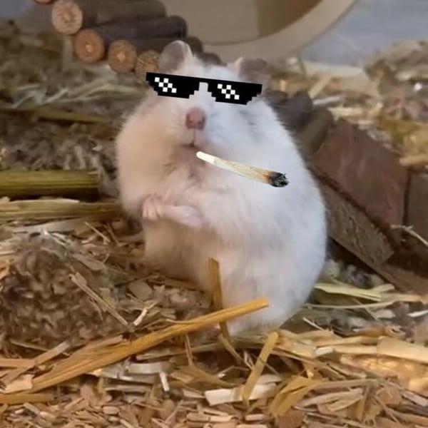 HAMMY