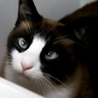 Punchy Cat