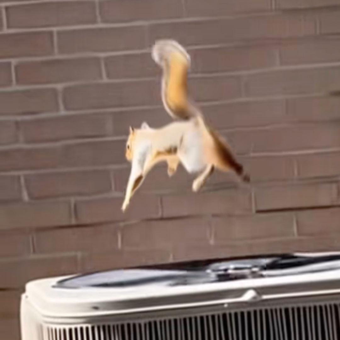 Squirrel