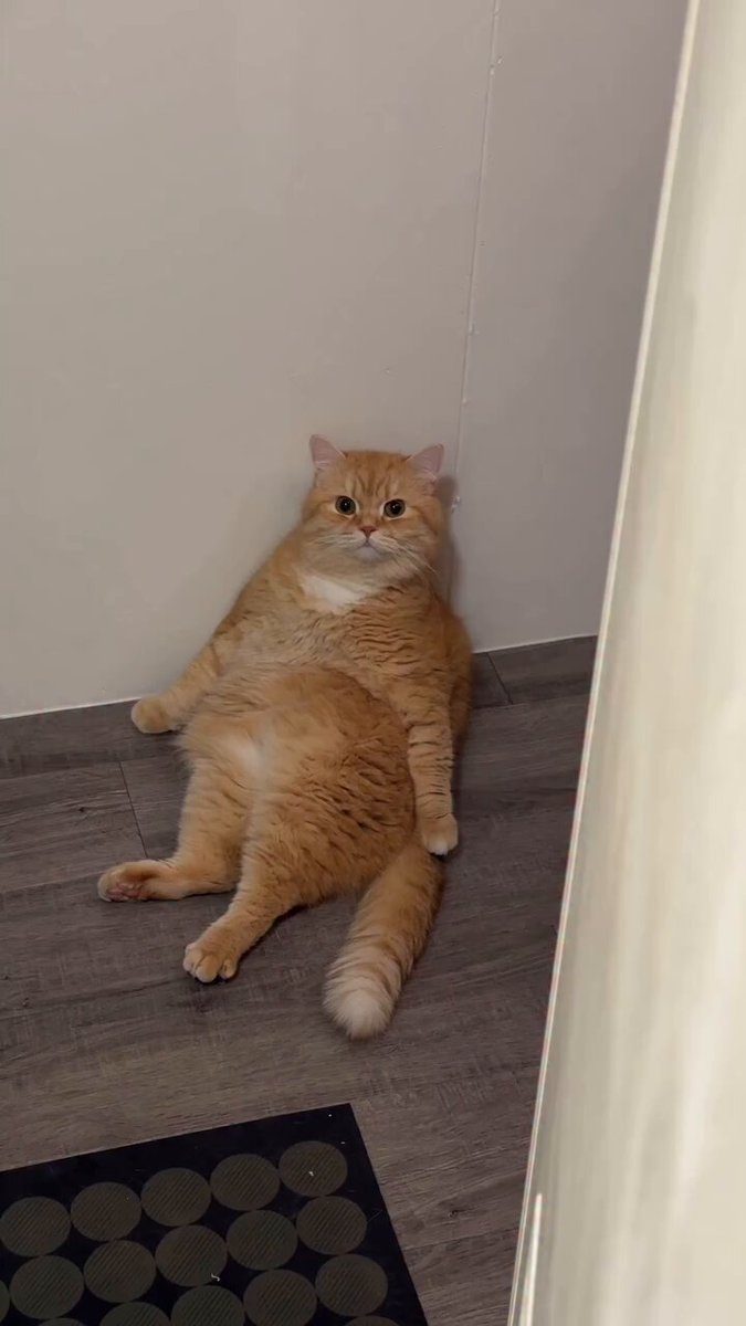 CHONKY