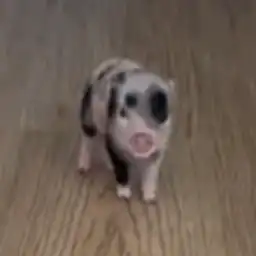 Petunia